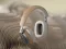 Bowers & Wilkins Px8 (Burgundowy) - Raty 10x0% lub specjalna oferta! - Dostawa 0zł! - 14